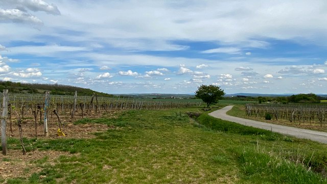 Traumhafte Aussicht, © Weinstraße Weinviertel