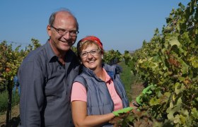 Rent a Rebstock-Highlight: Weinlese bei herrlichem Wetter, © Retzer Land / Köhrer