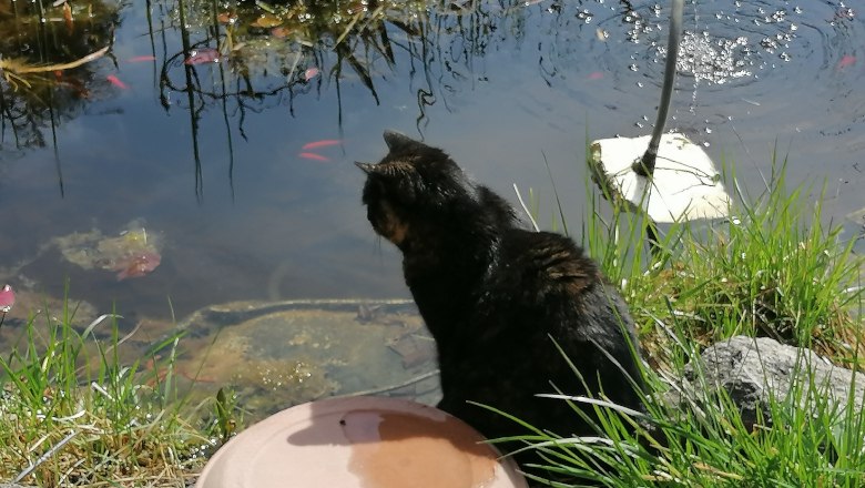 Tierisches Vergnügen am Teich, © Fr. Slama