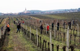 Ein Weingarten voller Winzerlehrlinge, © Retzer Land / Köhrer